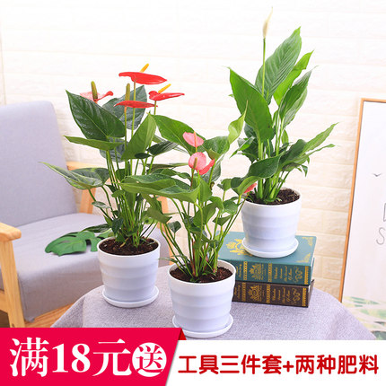 红掌四季盆栽粉掌室内桌面白掌绿植花卉 水培植物净化空气小盆栽