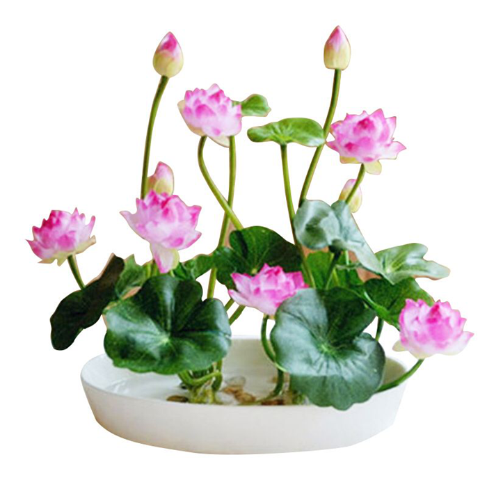 水生碗莲荷花种子盆栽水养水培植物室内迷你