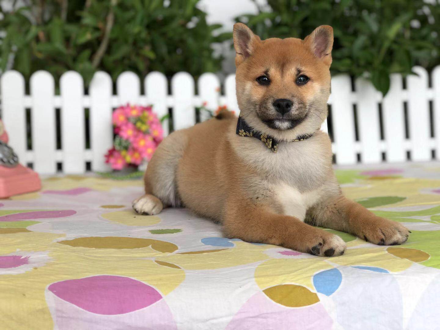 一折日本柴犬幼犬