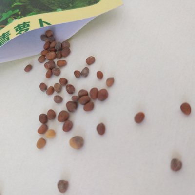 山东潍县水果青萝卜 蔬菜种子四季播阳台易种盆栽菜 冬季小青菜籽