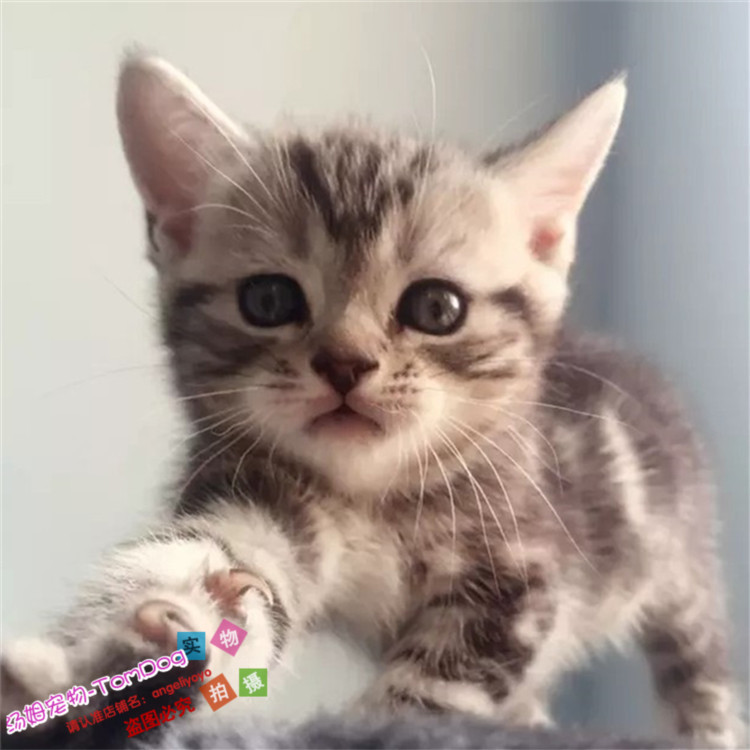短耳猫宠物 活体_美国短毛猫 纯种美短起司猫活体美短幼猫立耳美短银