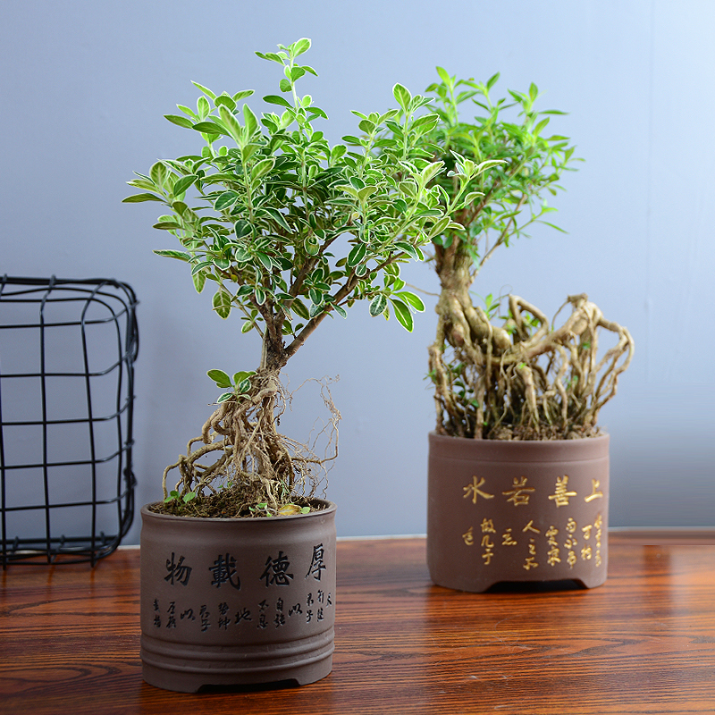 盆栽 植物 四季常青_提根六月雪盆景老桩卧室抗电脑辐射木本植物盆栽