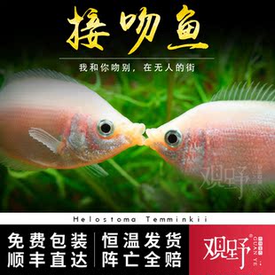 接吻鱼怎么养_鱼缸里养什么鱼好养易活_养什么鱼好养