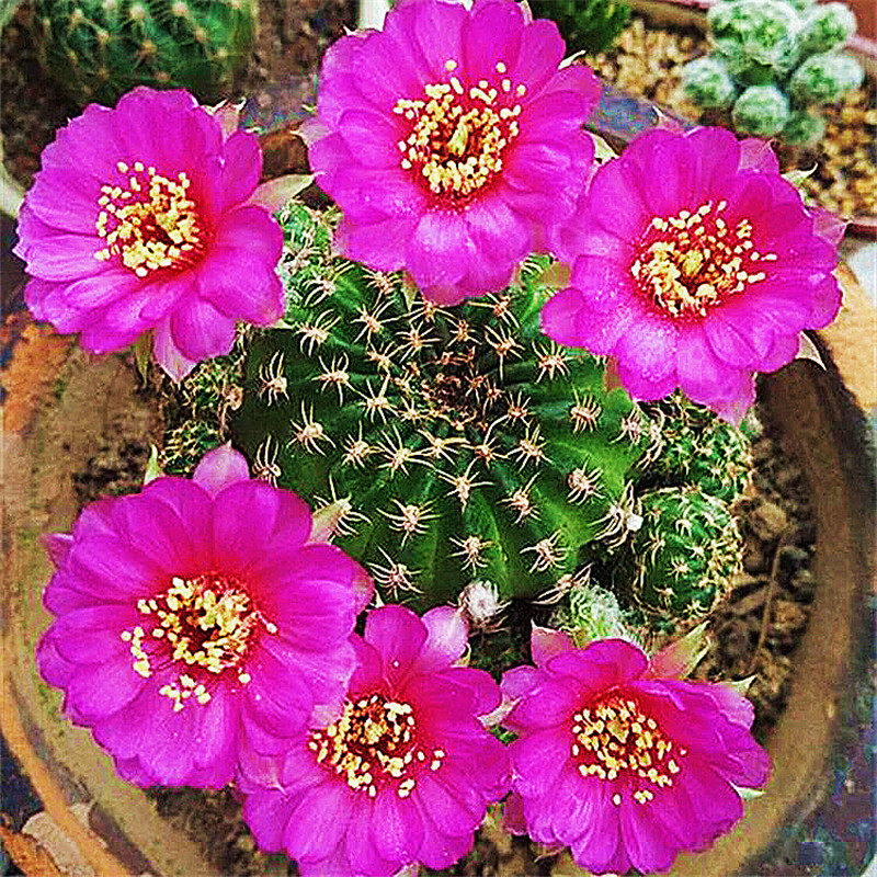 一折稀有仙人球 桌面_稀有多头群生阳春丸仙人球多肉