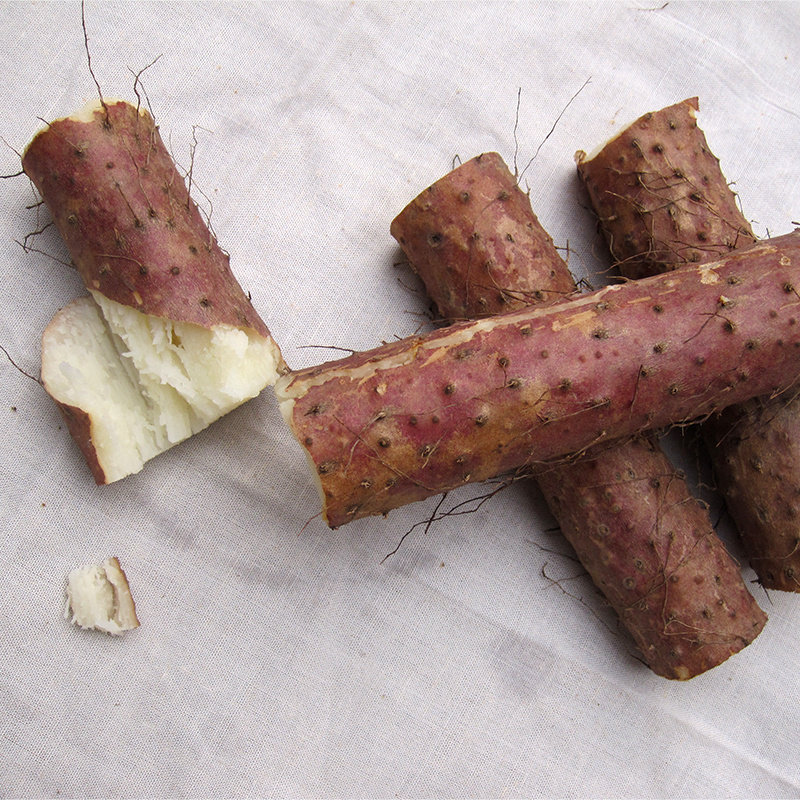 河南焦作淮山温县铁杆怀山礼盒姜大脚板薯视频山约怀新鲜铁棍山药