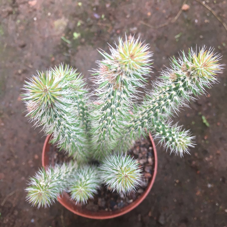 绿洲松鼠团扇多肉植物仙人掌科盆栽仙人树室内开花防辐射盆栽优惠券