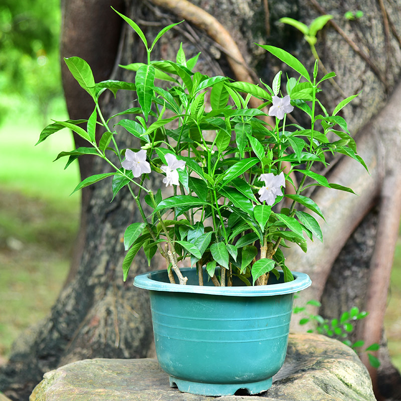 丁香花盆栽植物 丁香花树苗 四季循环开花 香飘十里