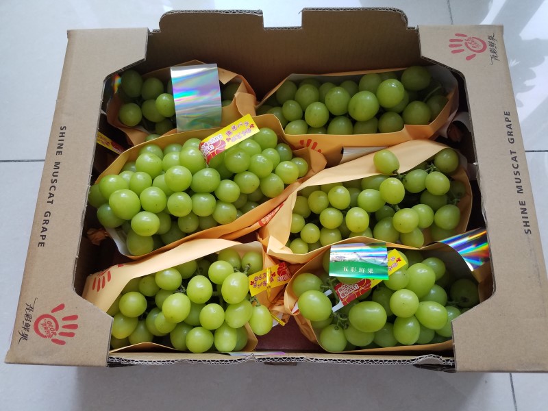 彩云之蒙自 新鲜水果云南阳光玫瑰葡萄 日本晴