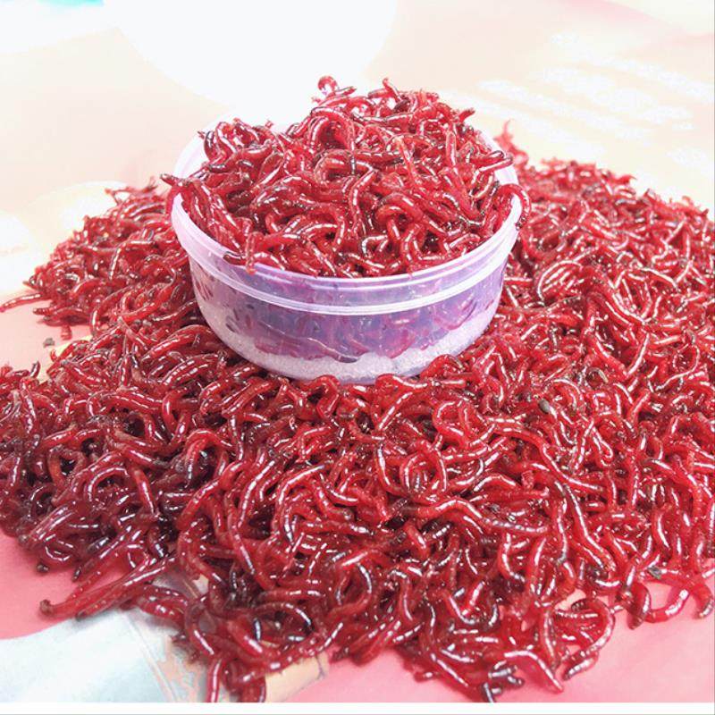 鱼饵红虫 鲜活