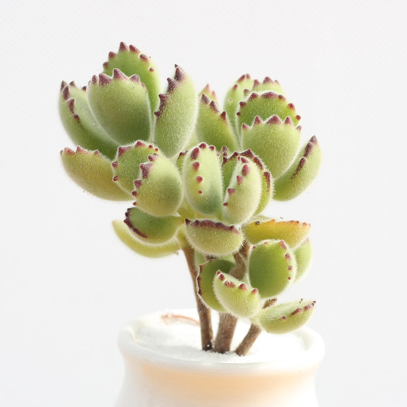 特价熊童子老桩带盆