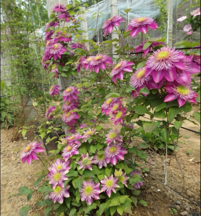 园艺植物 庭院_虞城园艺 多年生爬藤丰花植物 铁线莲 皇帝 多花好养