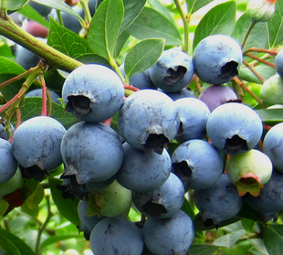 南高丛 蓝莓苗 蓝美1号 1加仑2年苗 春天结果