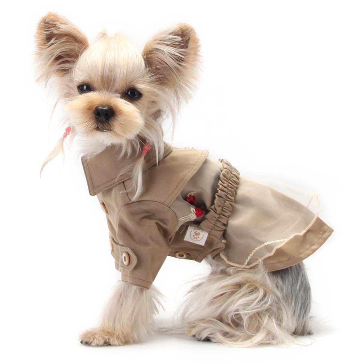 宠物一旦打扮起来,比你还会穿衣服!