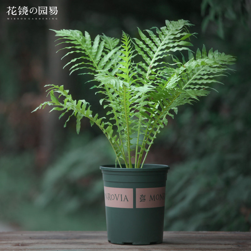 特价绿植大型植物 庭院_北欧风荚果蕨室内观叶植物办公室庭院大型网红