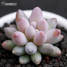 【多肉植物婴儿手指】_多肉植物婴儿手指图片_价格_一淘网