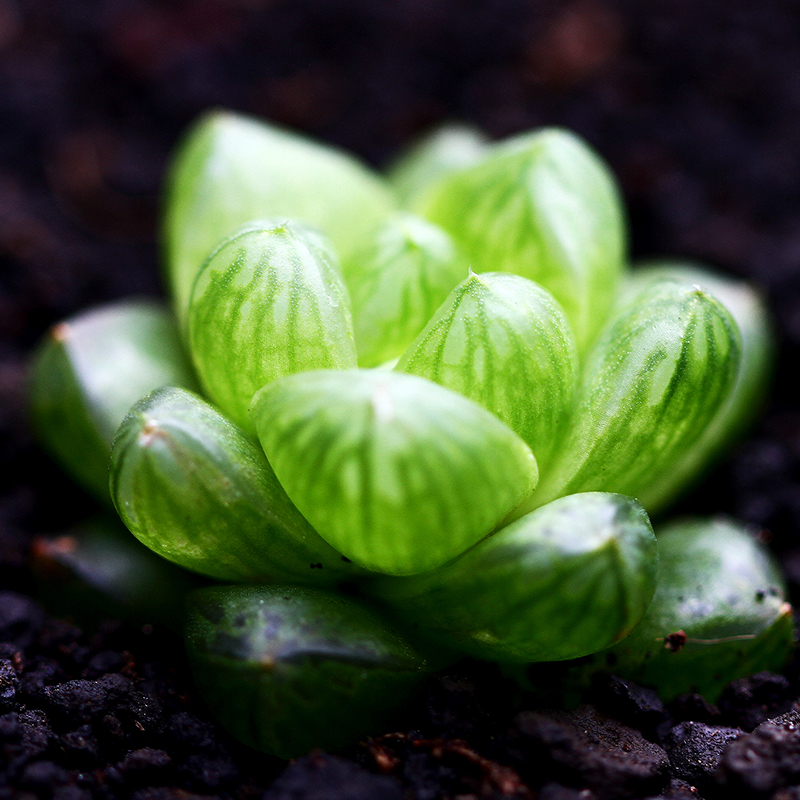 草玉露 多肉植物 盆栽花卉多肉绿植黄金玉露肉肉组合群生雨露透明