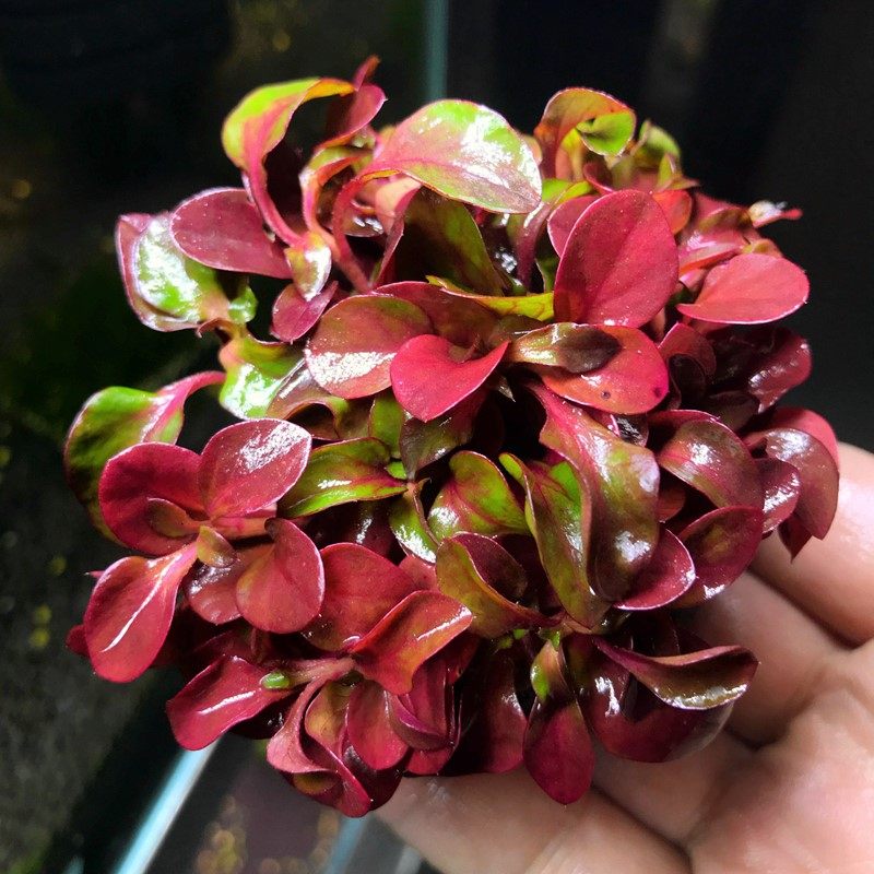 活体水草坨草前景_优选鱼缸造景懒人水草活体水草 红波坨草 红色中景