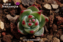 【吉娃莲老桩】_吉娃莲老桩图片