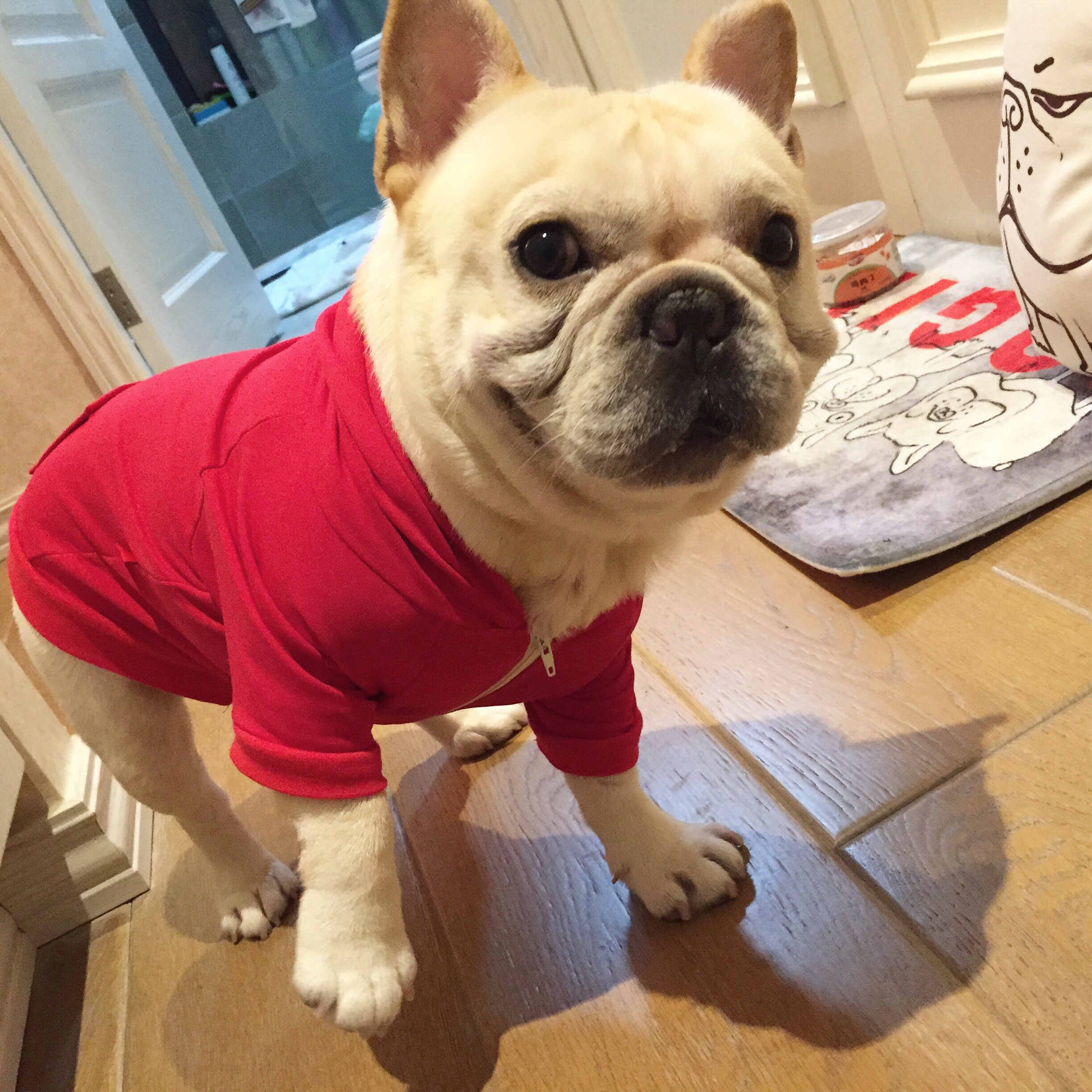 秋冬小型犬法国斗牛犬狗狗红色法斗衣服卫衣八哥英斗