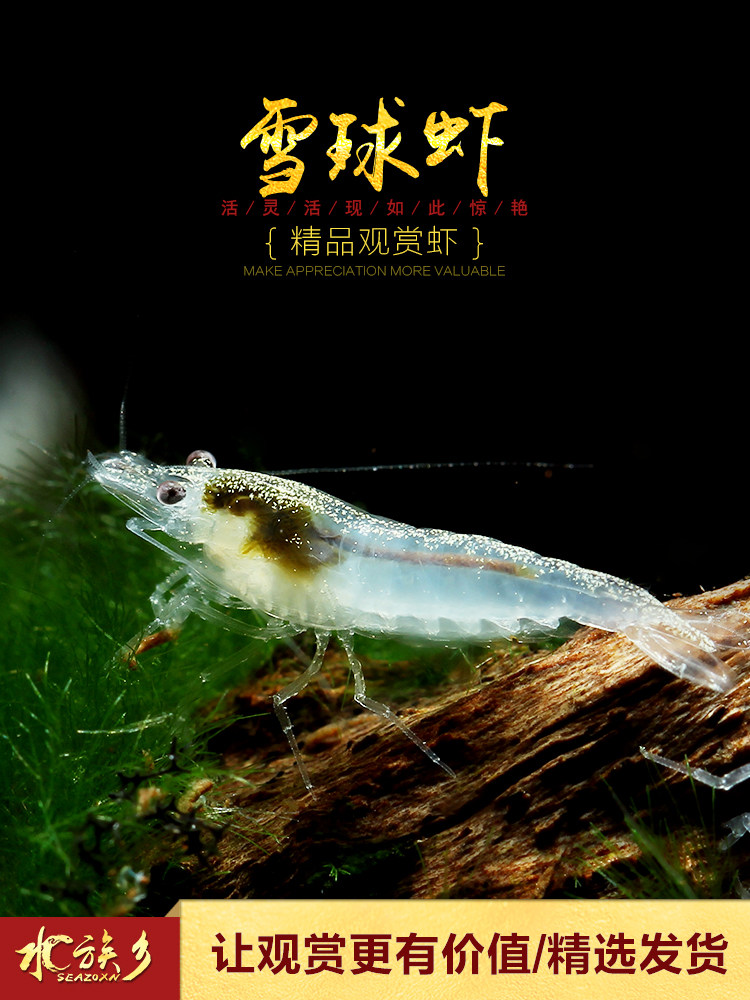 玉京门女鞋_[水族乡]雪球虾 白雪公主观赏宠物虾米缸缸白珍珠白玉水晶