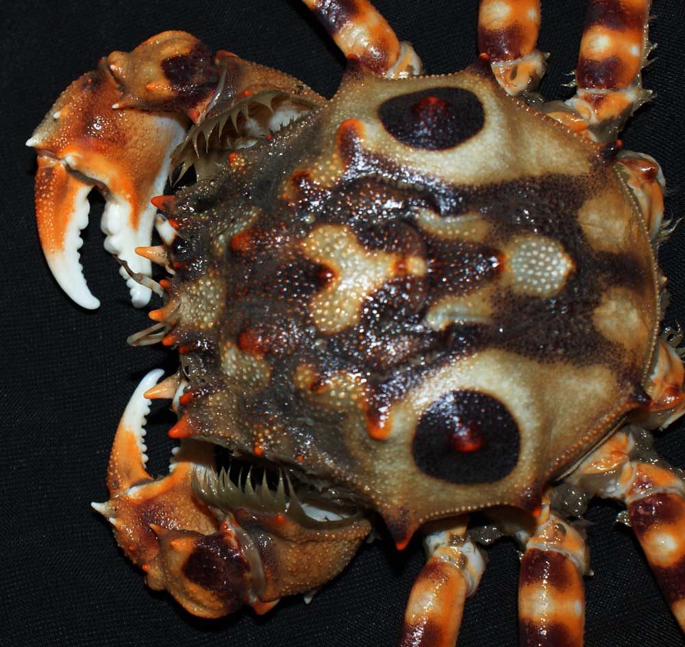 虎头蟹鬼脸蟹螃蟹梭子蟹大闸蟹河蟹冰鲜活海鲜丹东飞蟹红膏梭子蟹