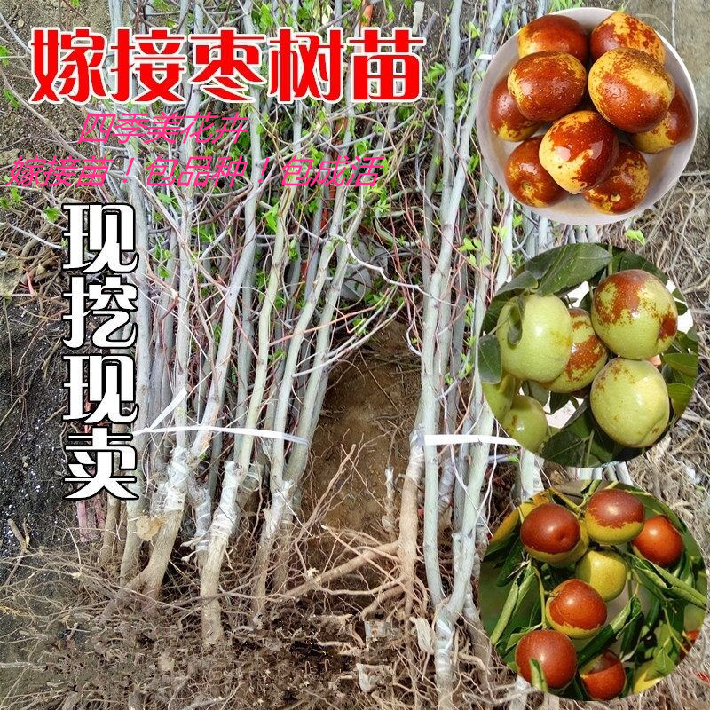 枣树苗 当年结果_沾化冬枣树苗 嫁接枣子苗 地栽苗南方北方种植枣树苗