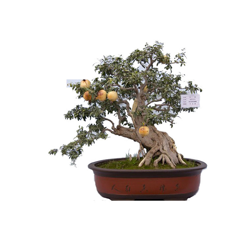 石榴盆景树桩盆景盆栽果树园艺老桩植物花果树南方北方石榴树盆景