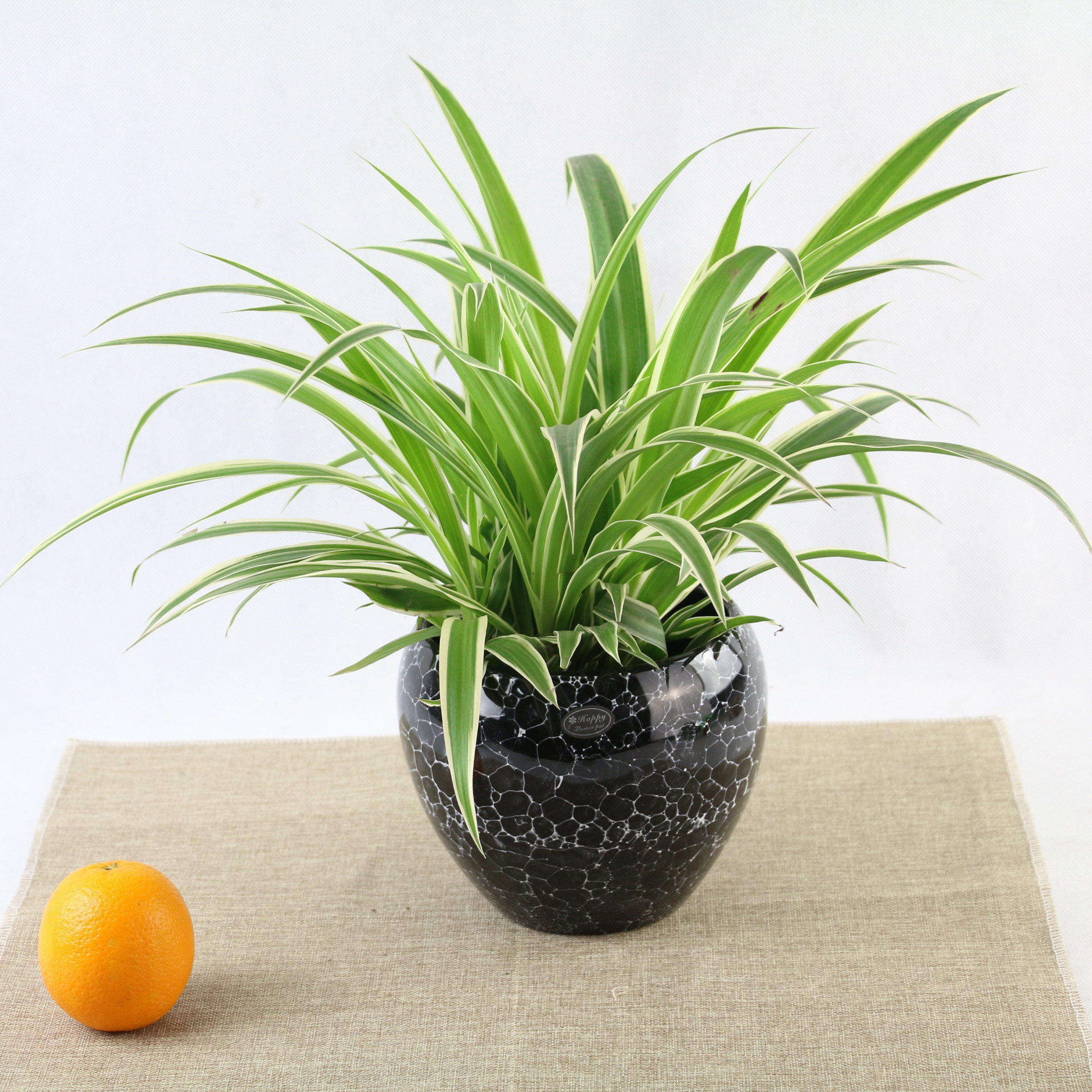 超级耐看的室内盆栽,点缀家居更迷人!