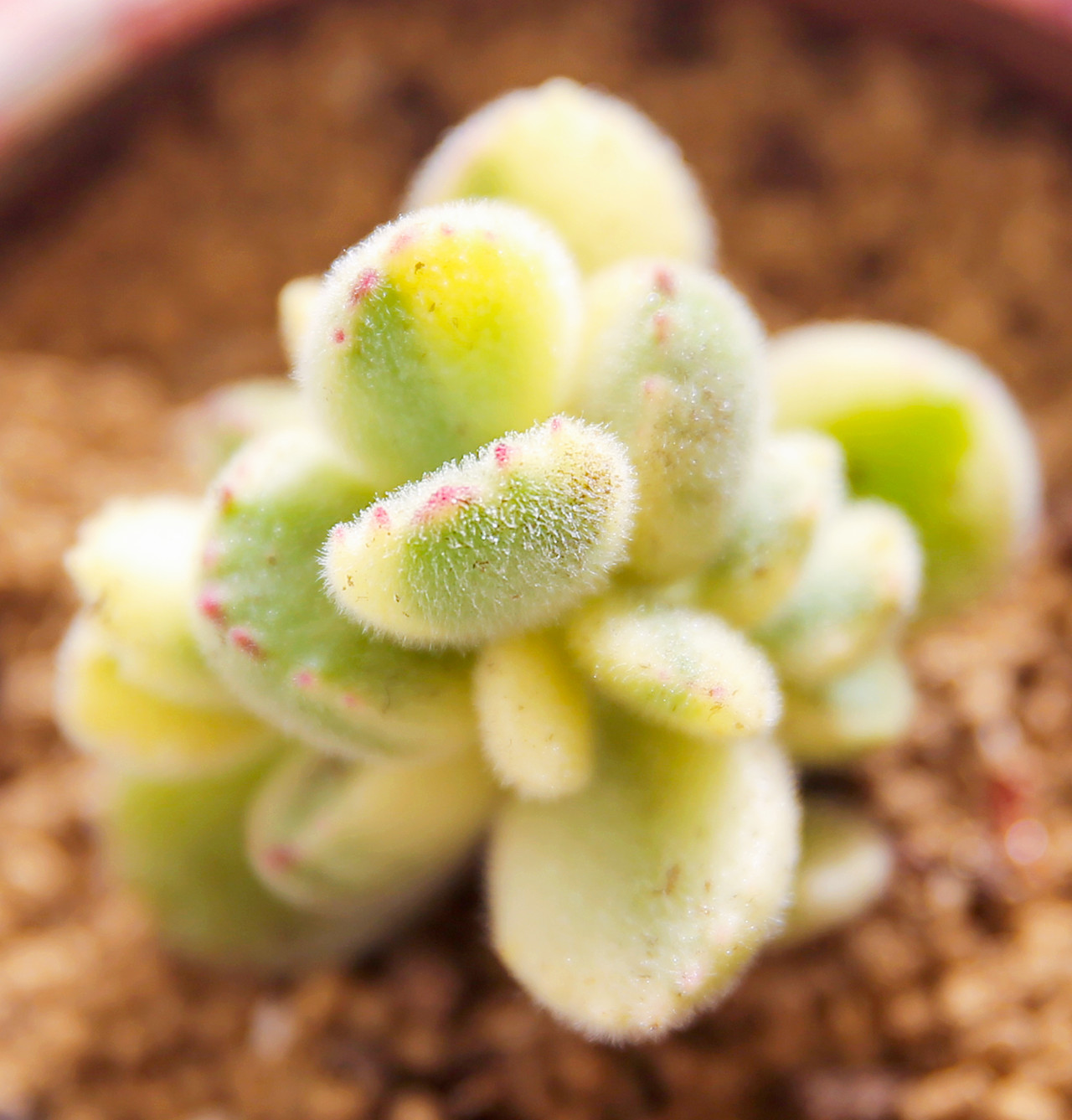 白熊童子 多肉_多肉植物 白熊 黄熊 熊童子白锦 熊童子白熊砍头有根6