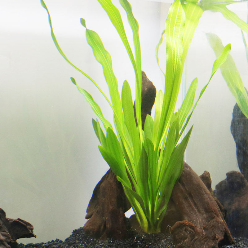 皇冠草水草 鱼缸水族箱造景水景装饰天然真水草活体植物大皇冠草