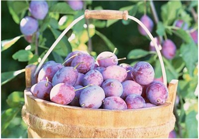 飞飞妈新疆特产特级天山乌梅个大肉厚酸梅蜜饯酸甜天然零食