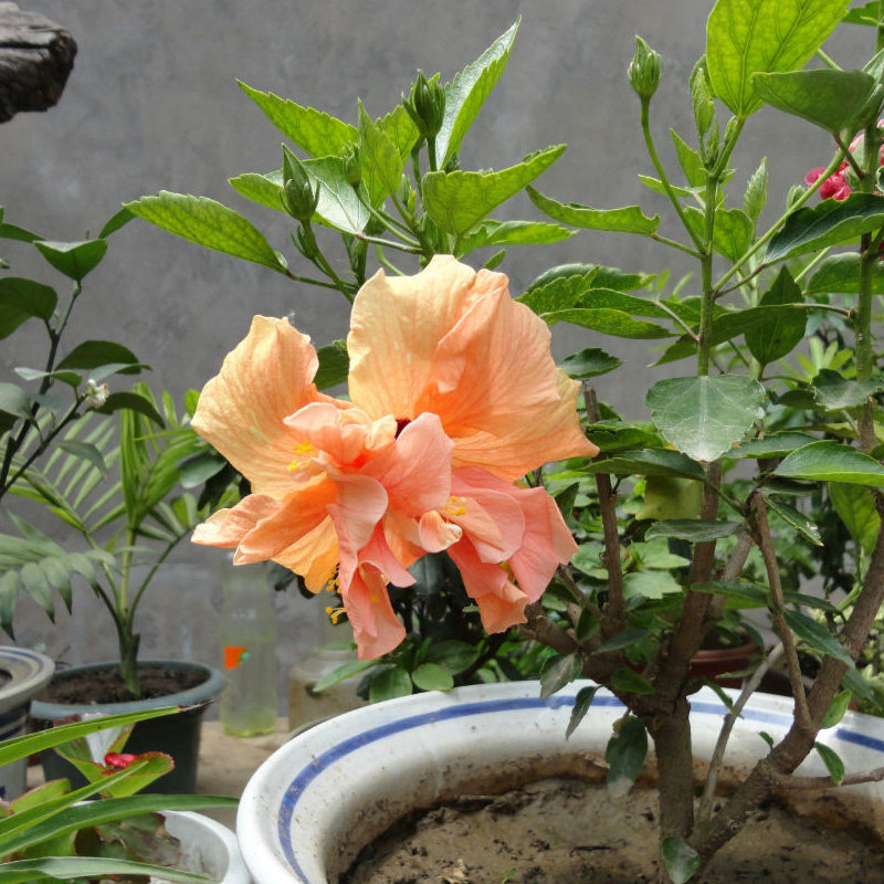 庭院植物盆栽扶桑花苗大花重瓣朱槿牡丹芙蓉花重瓣扶桑花苗包邮