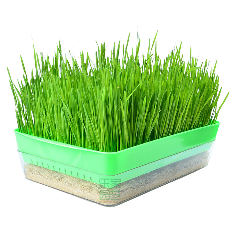 芽苗盘芽菜种植盘阳台种菜盒双层育苗盘育苗盆水培芽苗菜育苗盘