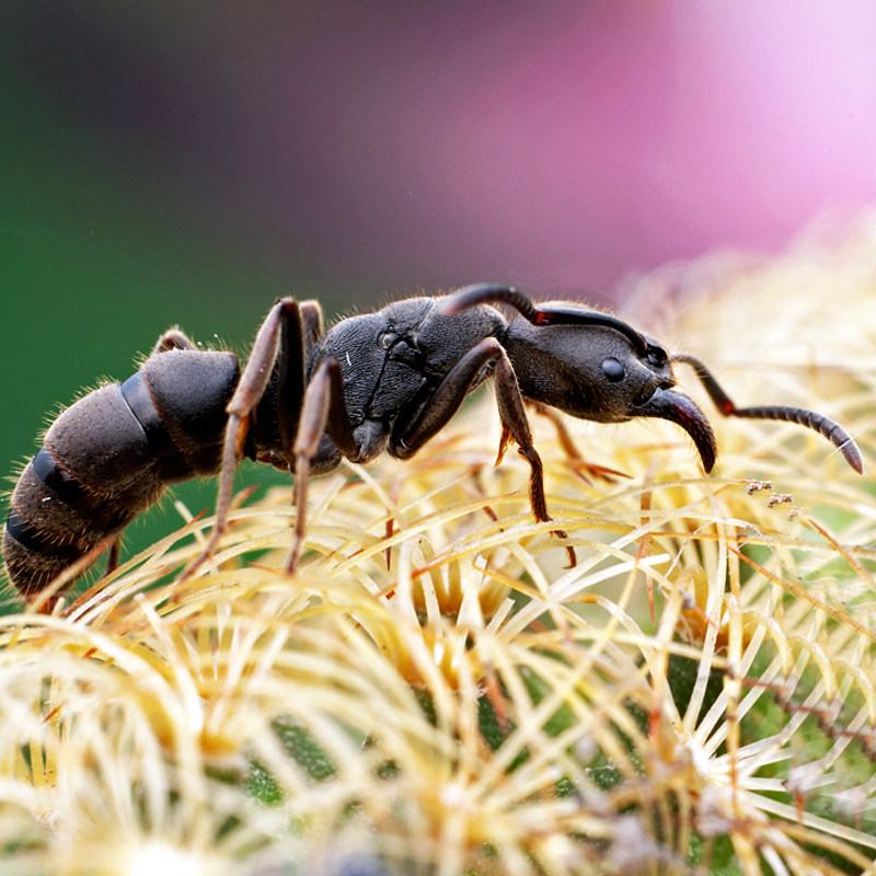 克莱鹏蚂蚁射线大额优惠券