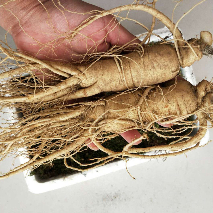 新鲜带土大人参 长白山保鲜参煲汤滋补中老年冬东北吉林泡酒包邮