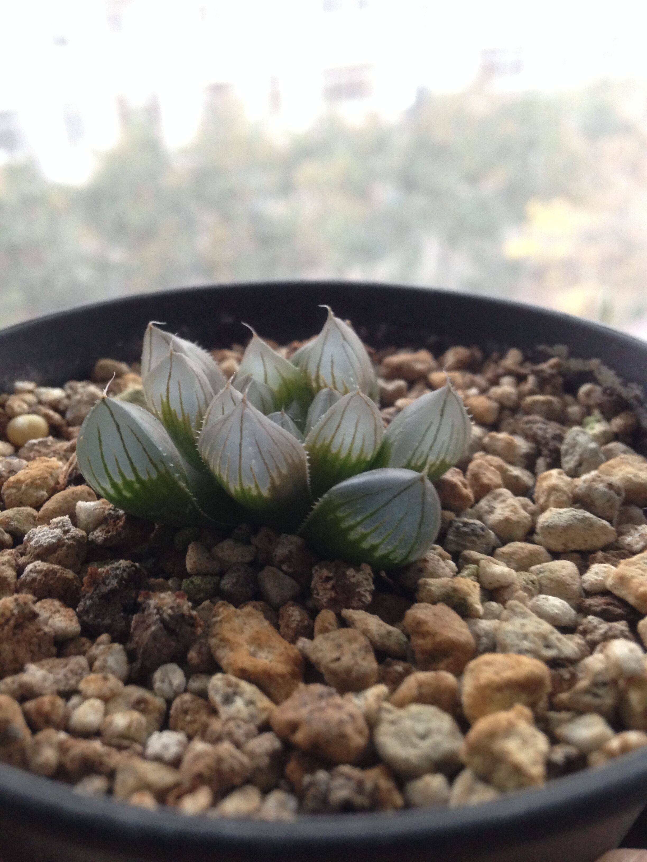 一折霓虹灯玉露_霓虹灯头 黑肌玉露 十二卷 多肉植物 玉露锦优惠券