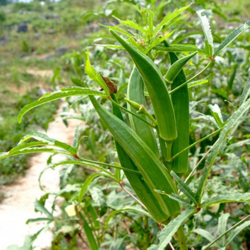 秋葵种子_台湾五福黄秋葵种子 红秋葵阳台盆栽农家春季夏季播四季蔬菜