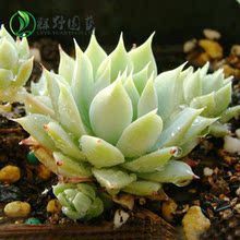 【蔓莲多肉】最新最全蔓莲多肉搭配优惠