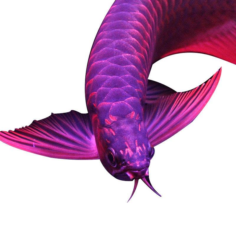 金龙鱼活体_印尼纯血辣椒紫艳红龙鱼超血战车龙鱼活