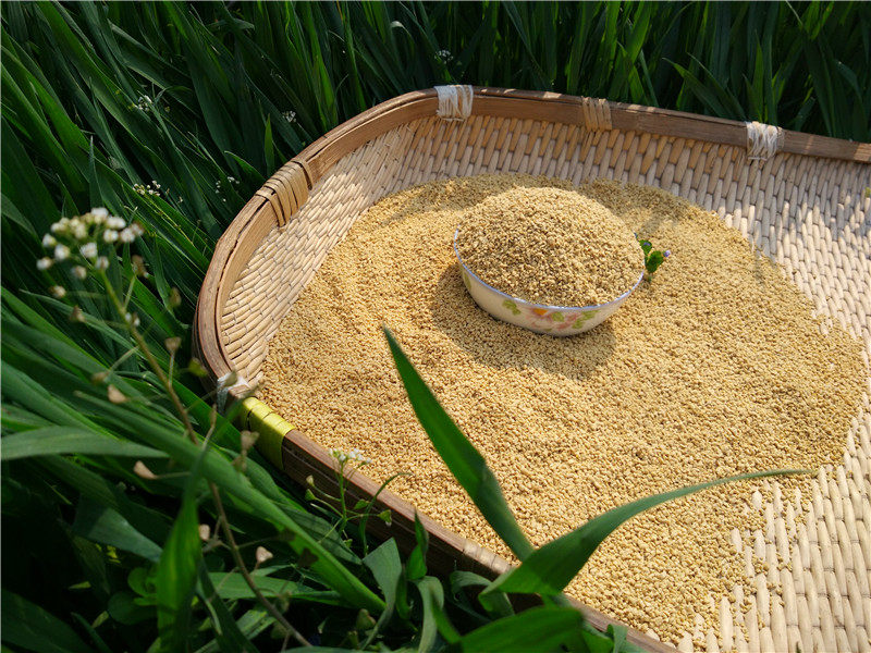 包邮】6斤小鸡饲料小鸭子粮食鸡料雏鸟鸟粮八哥小鹅鹦鹉鹩哥鸟食