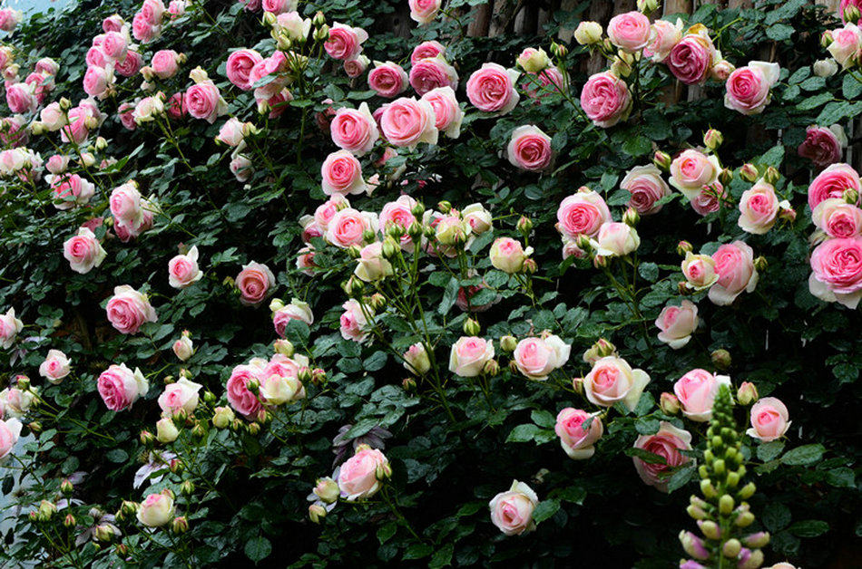 惠惠花舍园艺-月季迷,如何挑选适合自己的爬藤月季?