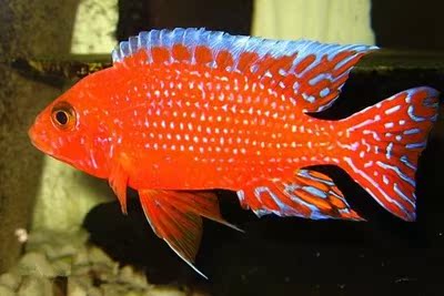 三湖慈鲷马鲷非洲王子色黄黑线观赏鱼热带鱼活体包活特价促销