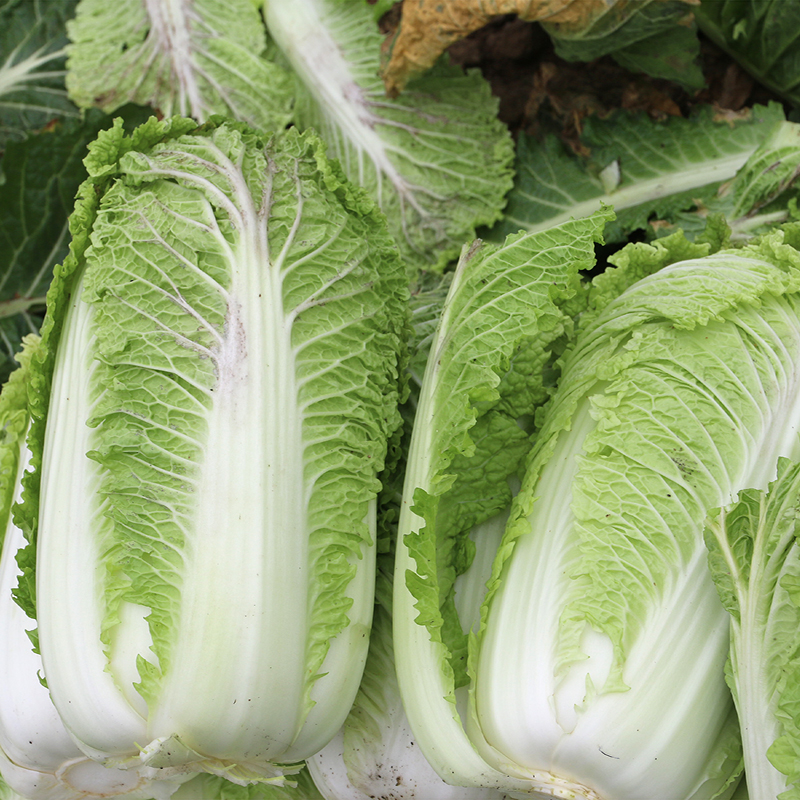 农家老品种北京大白菜 北白菜 冬储大白 新鲜蔬菜现拔发货 2斤/份