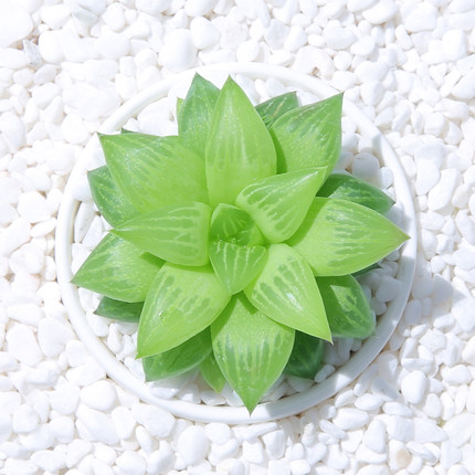 多肉粉蔓 多肉治家森活云南露养精美高档防辐射特价阳台多肉植物_7折