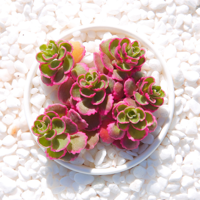 办公室小盆栽_小球玫瑰锦 多肉植物老桩龙血景天萌肉肉多肉办公室盆栽