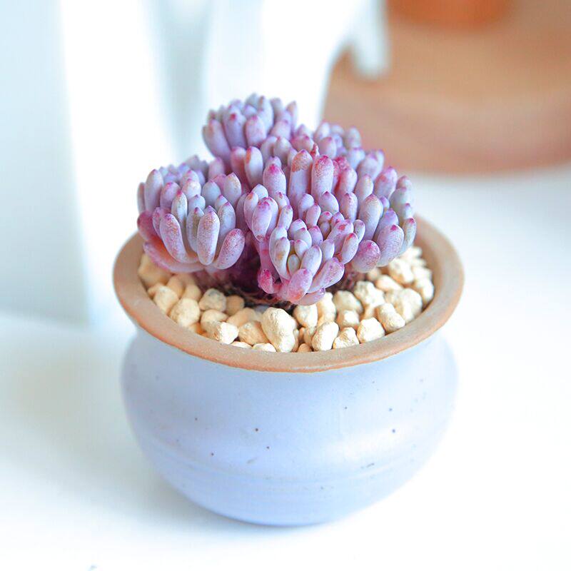 新手想把多肉蓝豆养爆盆,这些常识你要懂