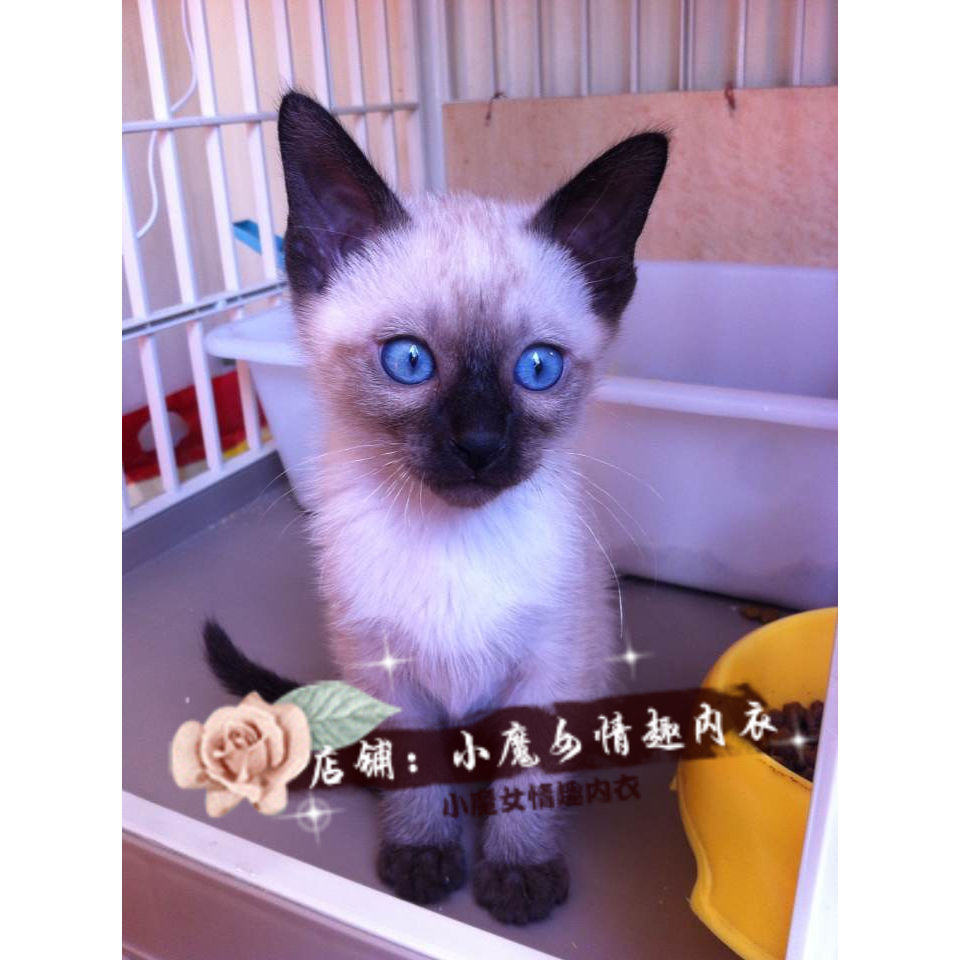 暹罗猫 活体_暹罗猫活体家养精品血统后代标准巧克力重点色优惠券