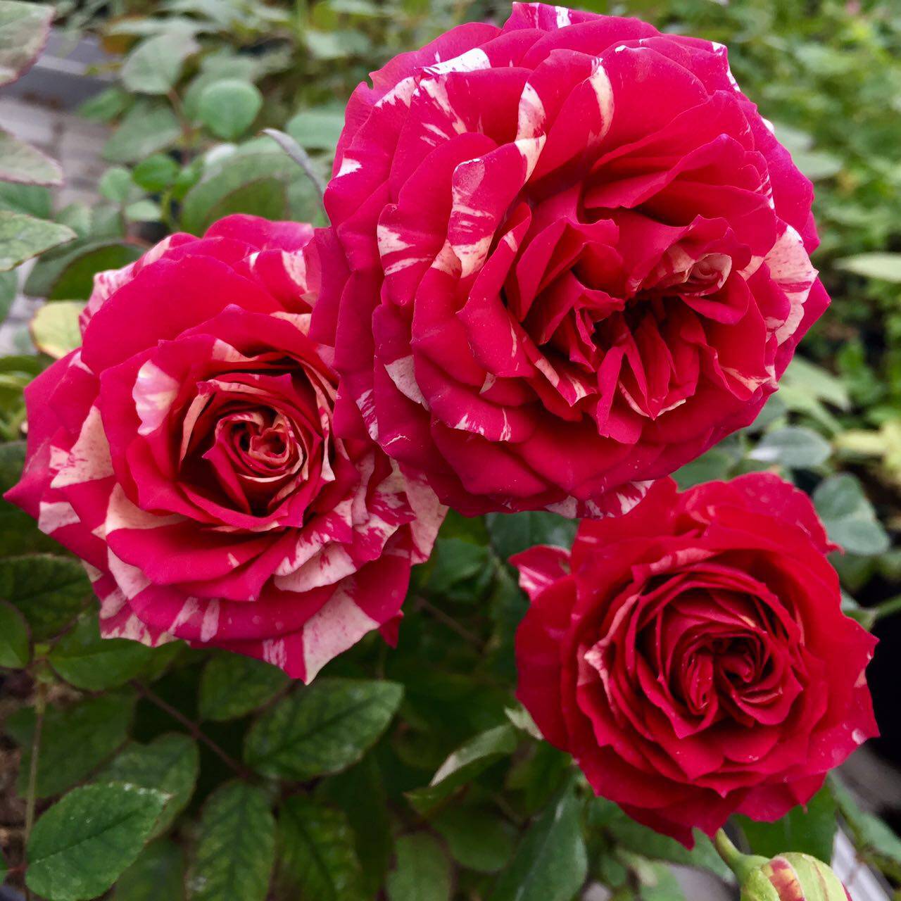 天狼月季情歌多季日月条纹盆栽月季阳台庭院扦插花卉进口品种花苗