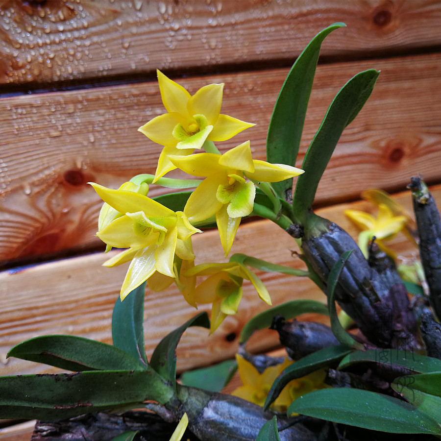 一折石斛兰_翅梗石斛蜡质花! 花浓香鲜艳漂亮!