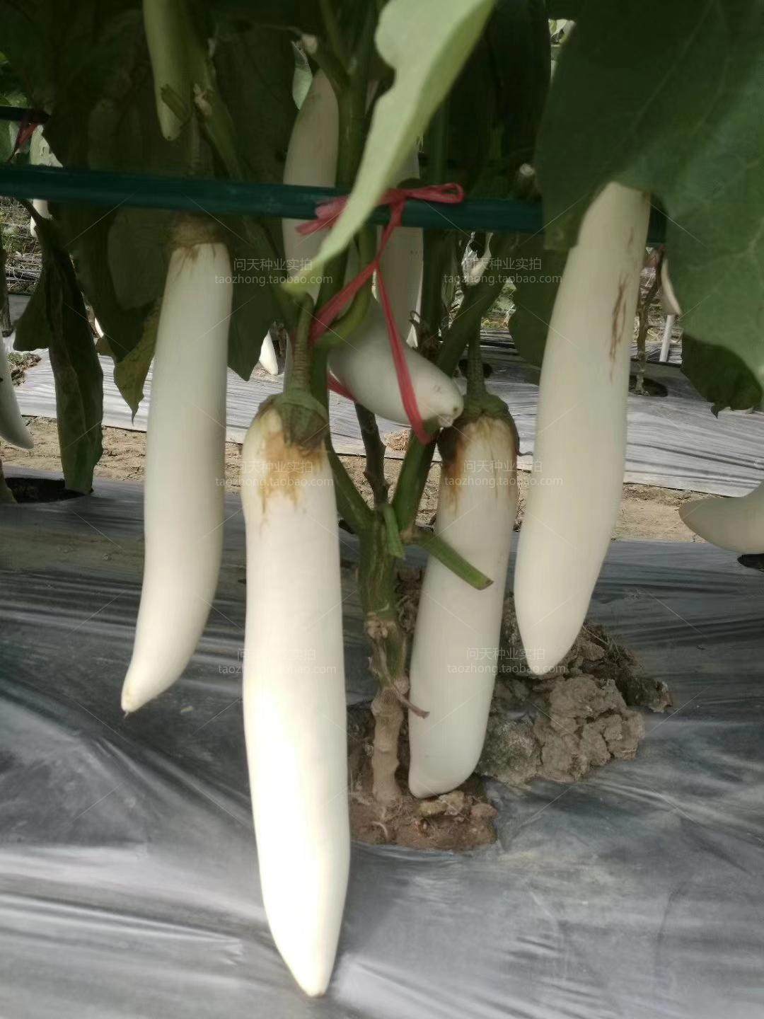 鹰嘴长茄种子 茄子种子 黑长茄种子东北黑紫茄子早熟抗热耐寒蔬菜